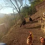 Gimi