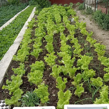 Gimi Vila